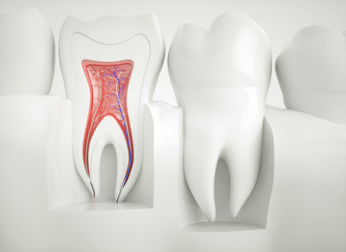 The inside of a tooth - the root canal